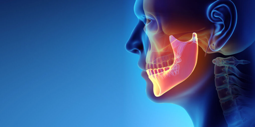 jaw bone model